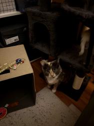 Reunited Female Cat last seen Schwartz rd / Washington way, Westlake, OH 44145