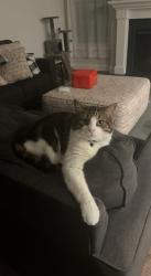 Lost Male Cat last seen Twistwd Hill Road and Penny Boy, Irmo, SC 29212