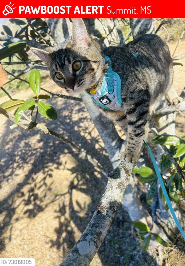 Lost Female Cat last seen River ridge rd, Summit, MS 39666
