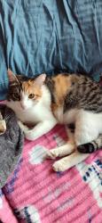 Lost Female Cat last seen Templeton and Peoria St, Daly City, CA 94014