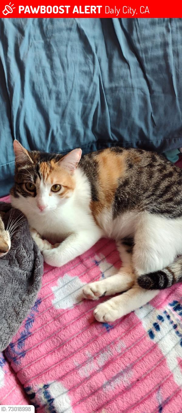 Lost Female Cat last seen Templeton and Peoria St, Daly City, CA 94014