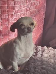 Lost Female Dog last seen Near north Atlanta ave 74110, Tulsa, OK 74110