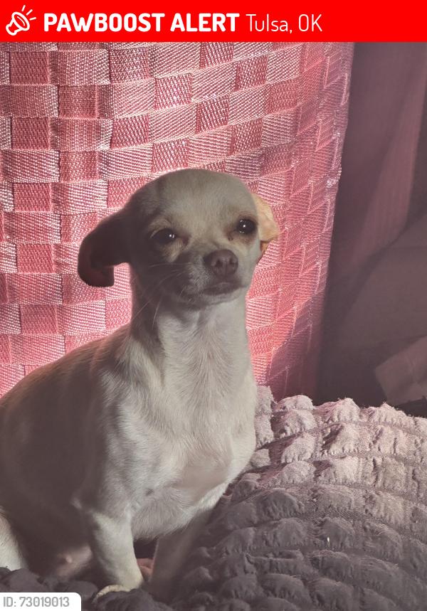 Lost Female Dog last seen Near north Atlanta ave 74110, Tulsa, OK 74110