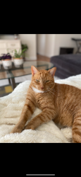 Lost Male Cat last seen right across from Boca Mall, Boca Raton, FL 33431