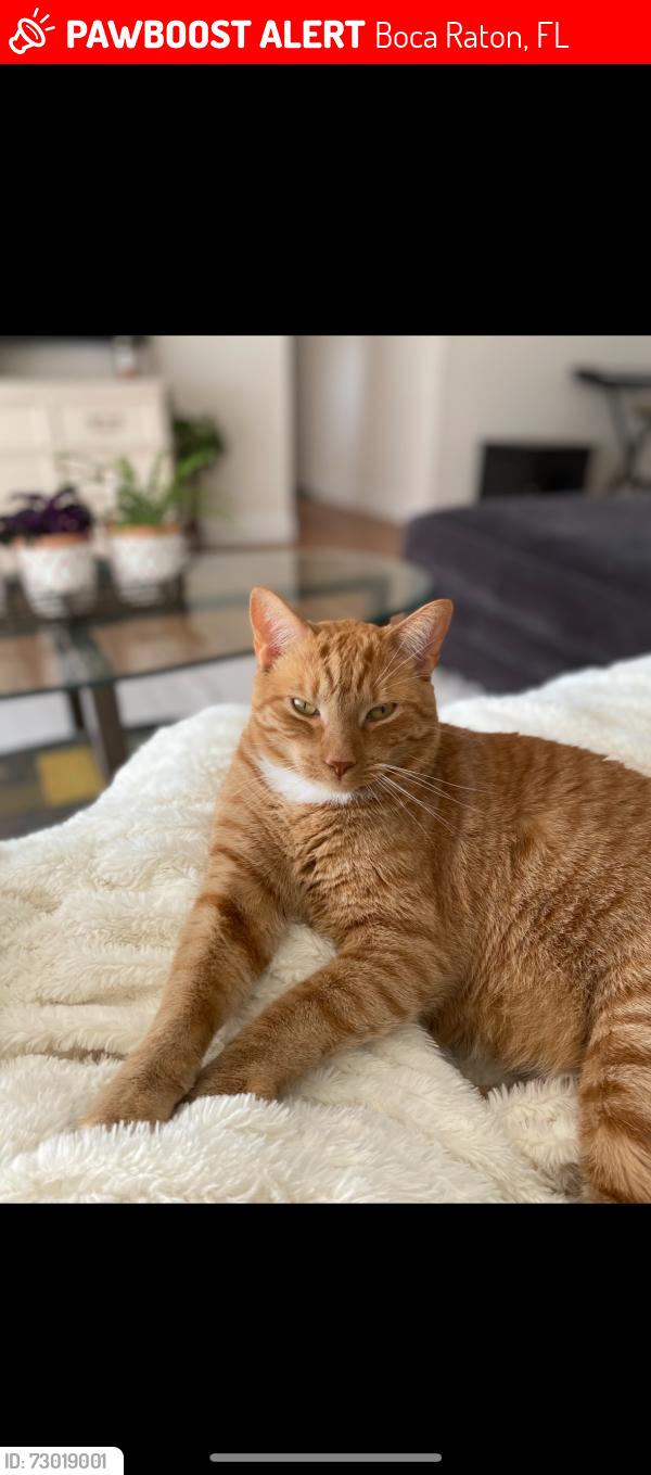 Lost Male Cat last seen right across from Boca Mall, Boca Raton, FL 33431