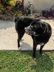 Reunited Unknown Dog last seen Knightsbridge ln Boynton Beach  Boynton Lakes community , Boynton Beach, FL 33426
