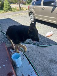 Found/Stray Male Dog last seen Near Bonnie doon ave Yakima wa, Yakima, WA 98902