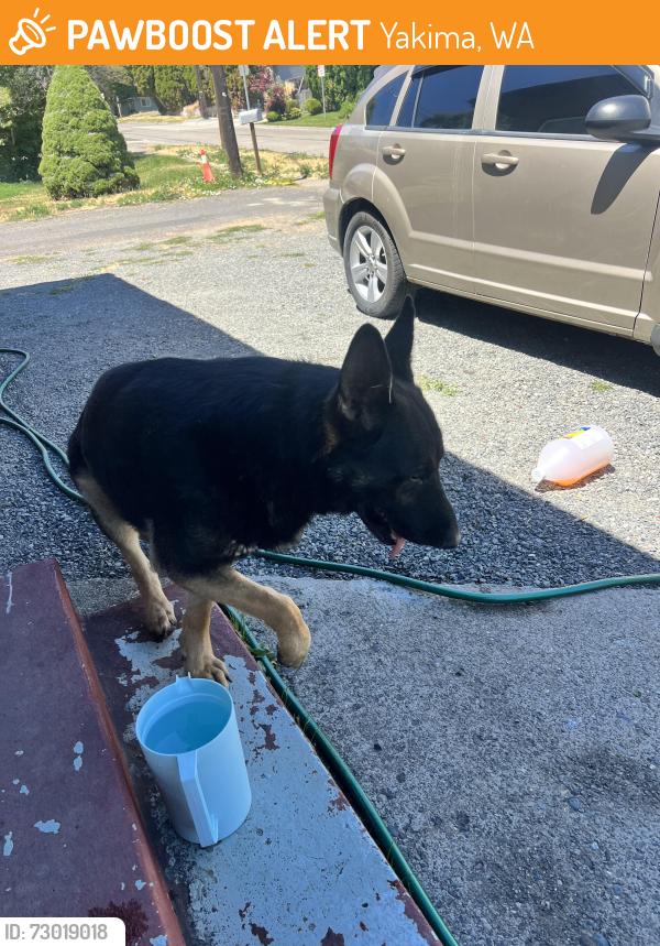 Found/Stray Male Dog last seen Near Bonnie doon ave Yakima wa, Yakima, WA 98902