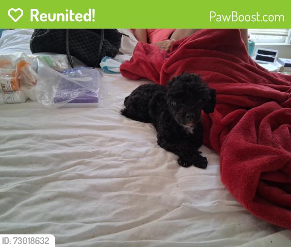 Reunited Unknown Dog last seen Old shell rd, Mobile, AL 36608