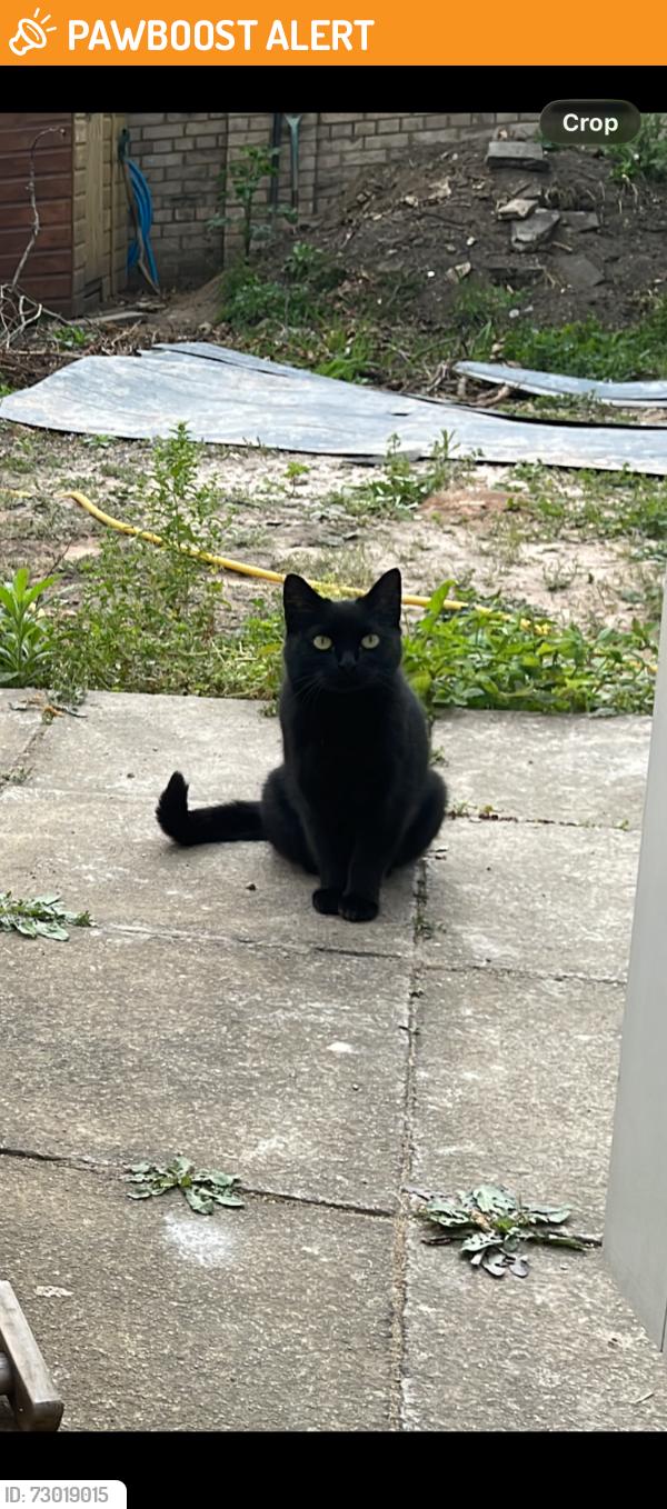 Found/Stray Unknown Cat last seen East Sheen, Mortlake , Greater London, England SW14 7RJ