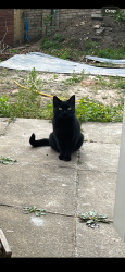 Found/Stray Unknown Cat last seen East Sheen, Mortlake , Greater London, England SW14 7RJ