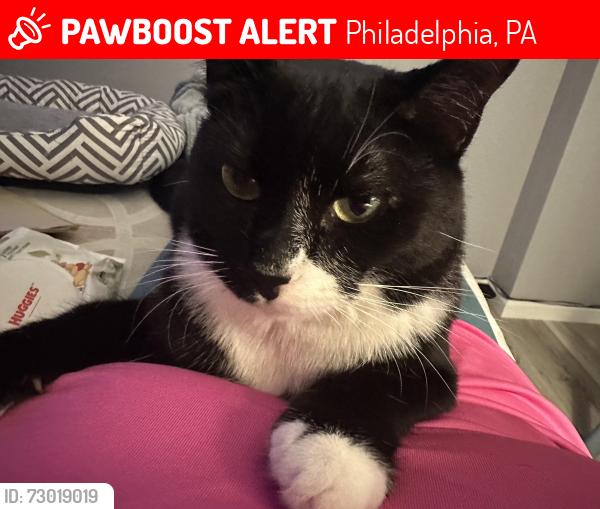 Lost Male Cat last seen Cheltenham Ave, Philadelphia, PA 19120