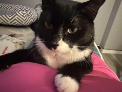 Lost Male Cat last seen Cheltenham Ave, Philadelphia, PA 19120