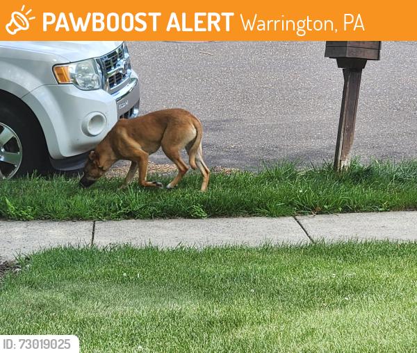 Found/Stray Unknown Dog last seen Wayside Dr, Warrington, Warrington, PA 18976
