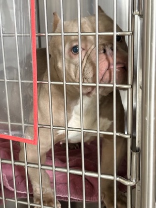 Shelter Stray Female Dog last seen Mason, Tipton County TN, TN, 935 Farm Rd, Memphis, TN 38134, USA