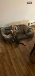 Lost Male Dog last seen Grandview Drive, Danbury, CT 06811