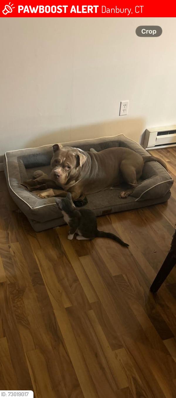 Lost Male Dog last seen Grandview Drive, Danbury, CT 06811