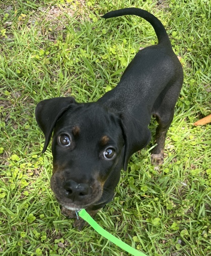 Shelter Stray Female Dog last seen Near Buford Hwy, Atlanta, GA 30341, 30341, GA, 3280 Chamblee Dunwoody Rd, Chamblee, GA 30341, USA