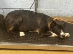 Shelter Stray Male Dog last seen N Ellington St SE and Memorial Dr. SE, ATL, GA 300, 30032, GA, 3280 Chamblee Dunwoody Rd, Chamblee, GA 30341, USA