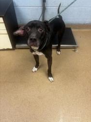 Shelter Stray Male Dog last seen Near Princeton Park Court Lithonia, 30058, 30058, GA, 3280 Chamblee Dunwoody Rd, Chamblee, GA 30341, USA