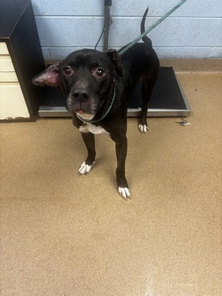Shelter Stray Male Dog last seen Near Princeton Park Court Lithonia, 30058, 30058, GA, 3280 Chamblee Dunwoody Rd, Chamblee, GA 30341, USA