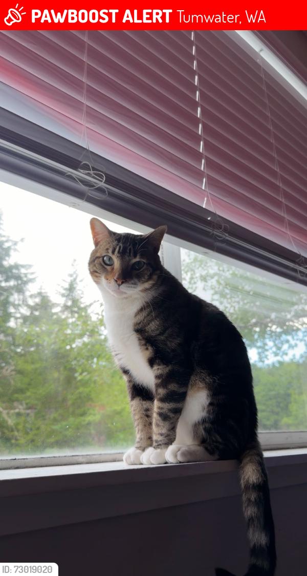 Lost Male Cat last seen Montair apparments, Tumwater, WA 98512