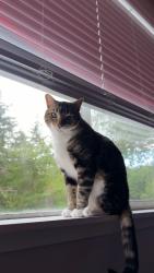 Lost Male Cat last seen Montair apparments, Tumwater, WA 98512