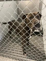 Shelter Stray Male Dog last seen Havelock, Havelock, , 1639 Old Airport Rd, New Bern, NC 28562, USA