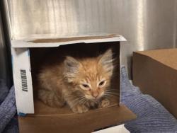 Shelter Stray Male Cat last seen Sutter Roseville Medical Center Dr, Roseville City, CA, 200 Tahoe Ave, Roseville, CA 95678, USA