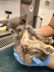 Shelter Stray Female Cat last seen Near Tryon Pl., County/Unicorporated, NC, 1491 Business Park Ct, Gastonia, NC 28052, USA