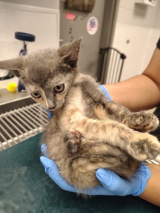 Shelter Stray Female Cat last seen Near Tryon Pl., County/Unicorporated, NC, 1491 Business Park Ct, Gastonia, NC 28052, USA
