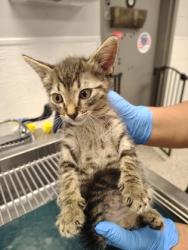 Shelter Stray Male Cat last seen Near Tryon Pl., County/Unicorporated, NC, 1491 Business Park Ct, Gastonia, NC 28052, USA