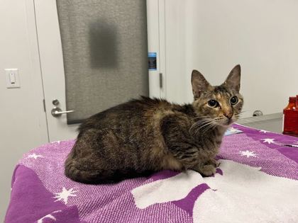 Shelter Stray Female Cat last seen Near Cambridge Avenue, 64126, MO, 7077 Elmwood Ave, Kansas City, MO 64132, USA