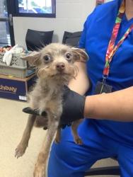 Shelter Stray Female Dog last seen Near Plainfield Dr., West District, TX, 355 Hillshire Dr, Haslet, TX 76052, USA