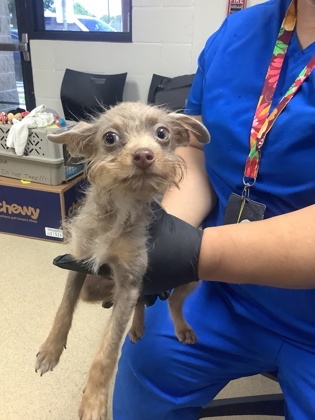 Shelter Stray Female Dog last seen Near Plainfield Dr., West District, TX, 355 Hillshire Dr, Haslet, TX 76052, USA