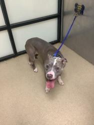 Shelter Stray Female Dog last seen Near NORTH RIDGE RD, North District, TX, 355 Hillshire Dr, Haslet, TX 76052, USA