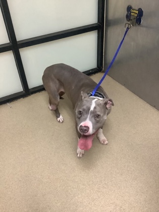 Shelter Stray Female Dog last seen Near NORTH RIDGE RD, North District, TX, 355 Hillshire Dr, Haslet, TX 76052, USA