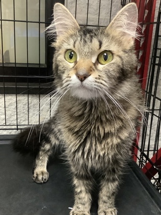 Shelter Stray Female Cat last seen , , TX, 355 Hillshire Dr, Haslet, TX 76052, USA