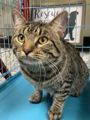 Shelter Stray Male Cat last seen , , TX, 355 Hillshire Dr, Haslet, TX 76052, USA