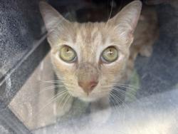 Shelter Stray Unknown Cat last seen Near Columbus Trail, South District, , 355 Hillshire Dr, Haslet, TX 76052, USA