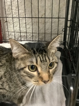 Shelter Stray Female Cat last seen , , TX, 355 Hillshire Dr, Haslet, TX 76052, USA