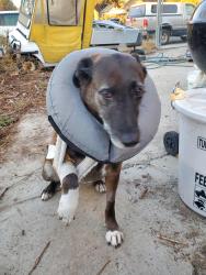 Reunited Female Dog last seen North foothills and napa, Spokane, WA 99207