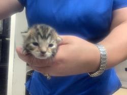 Shelter Stray Female Cat last seen , , TX, 355 Hillshire Dr, Haslet, TX 76052, USA