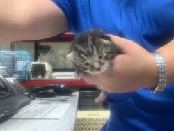 Shelter Stray Female Cat last seen , , TX, 355 Hillshire Dr, Haslet, TX 76052, USA