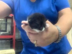 Shelter Stray Male Cat last seen , , TX, 355 Hillshire Dr, Haslet, TX 76052, USA