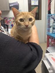 Shelter Stray Female Cat last seen , South District, TX, 355 Hillshire Dr, Haslet, TX 76052, USA