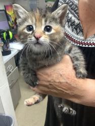 Shelter Stray Female Cat last seen , South District, TX, 355 Hillshire Dr, Haslet, TX 76052, USA