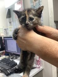 Shelter Stray Female Cat last seen , South District, TX, 355 Hillshire Dr, Haslet, TX 76052, USA