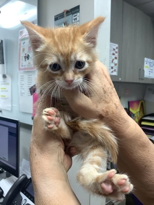 Shelter Stray Male Cat last seen , South District, TX, 355 Hillshire Dr, Haslet, TX 76052, USA