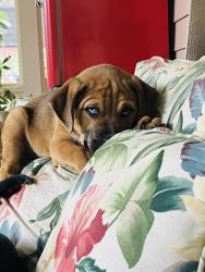 Shelter Stray Male Dog last seen Near 26th St Nw, Atlanta, GA, 1251 Fulton Industrial Blvd NW, Atlanta, GA 30336, USA